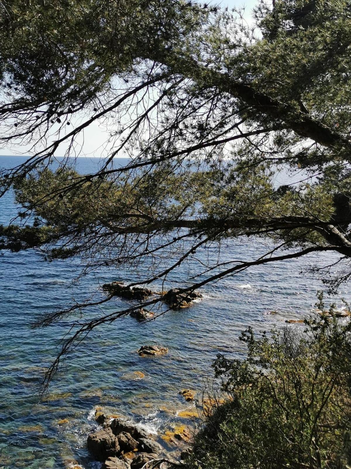Petit Paradis - St Mandrier Village Saint-Mandrier-sur-Mer Eksteriør billede